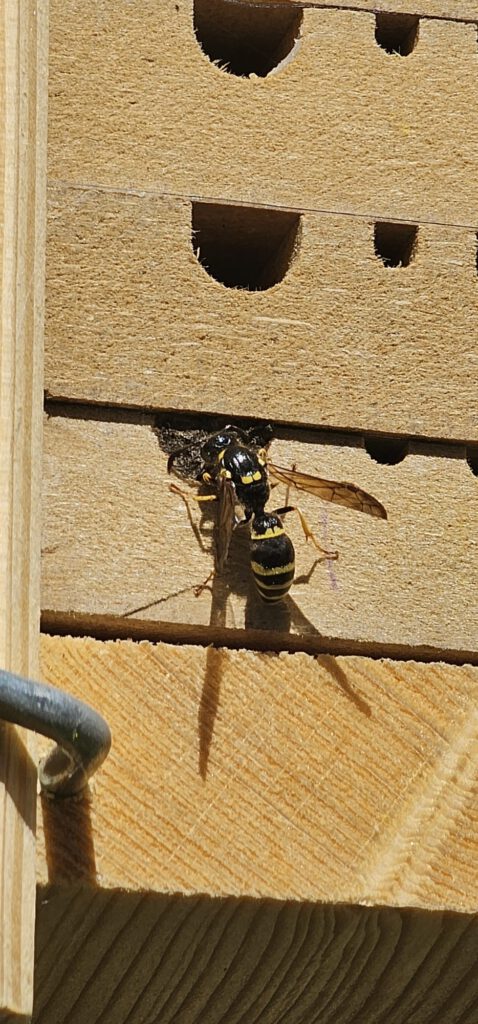 Nisthilfe für Wildbienen