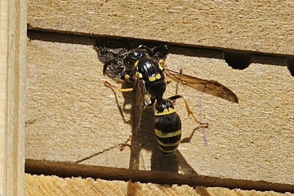 Nisthilfe für Wildbienen